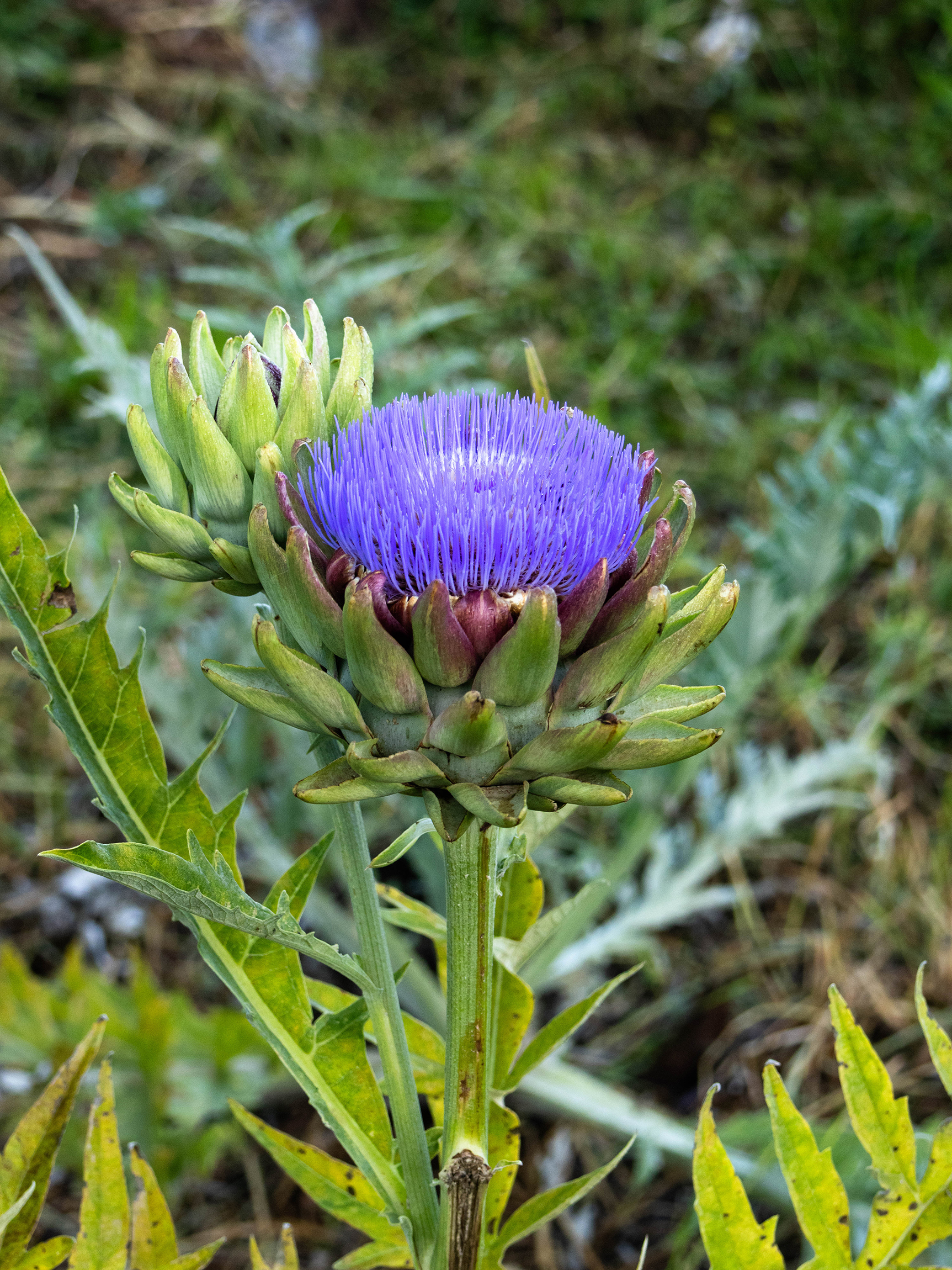 The Safari Company Artichokes and Butter
