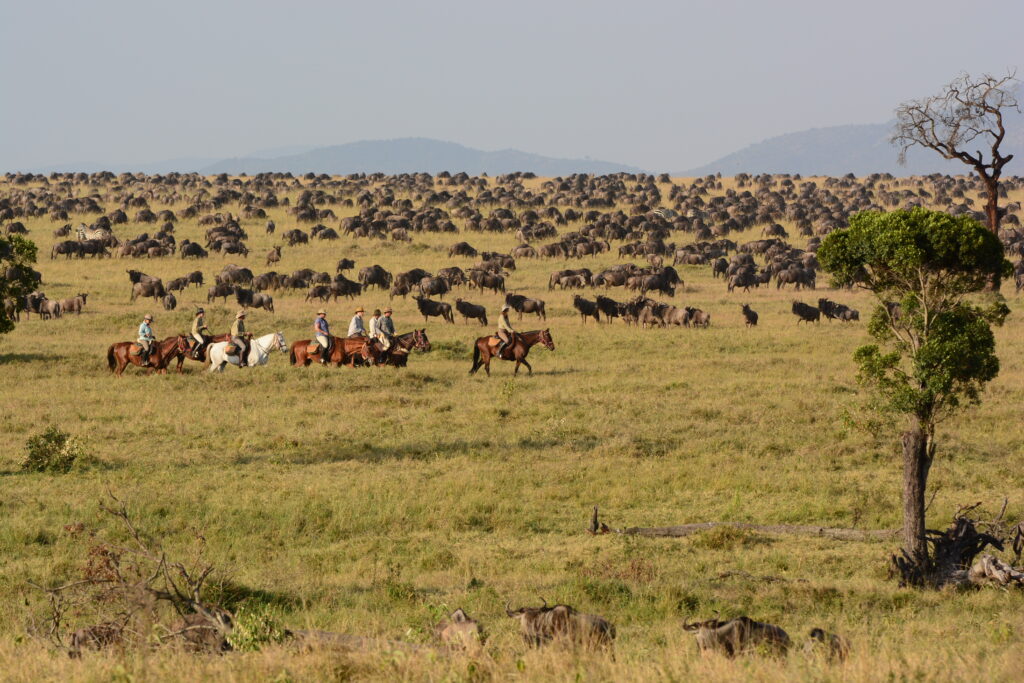 Wildebeest migration on horseback