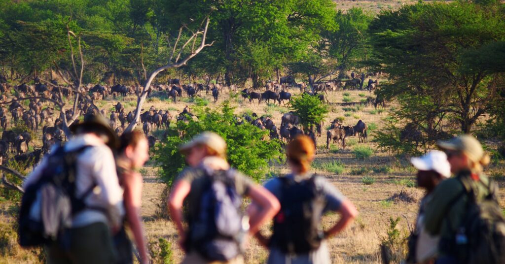 Walking safari with the migration