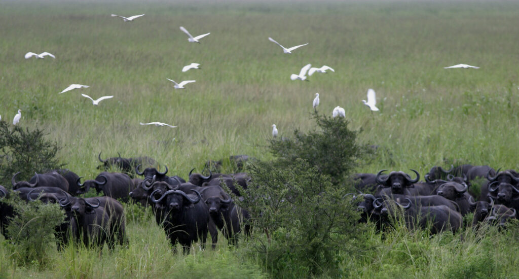 Buffalo in green season Nomad Tanzania