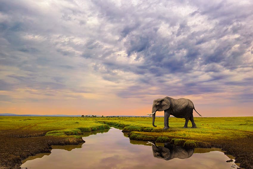 Maasai Mara elephant with beautiful sunset
